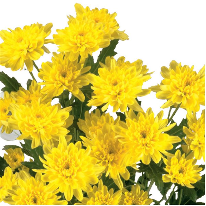 ZEMBLA YELLOW
